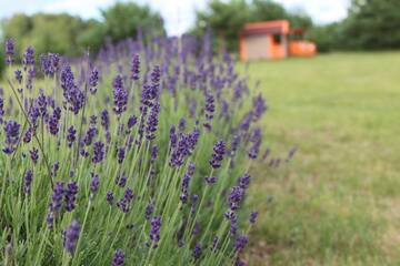 Фото номера Дом для отпуска Дома для отпуска Lavender Villa г. Grobiņa 13