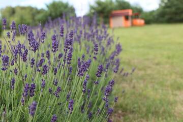 Фото номера Дом для отпуска Дома для отпуска Lavender Villa г. Grobiņa 15