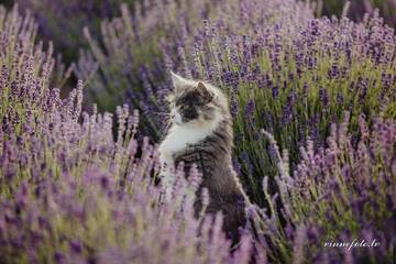 Фото Дома для отпуска Lavender Villa г. Grobiņa 5